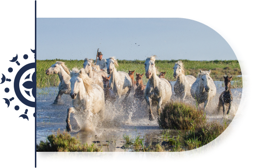Embarquez pour un safari en 4x4 ou à cheval à travers les sentiers de la Camargue