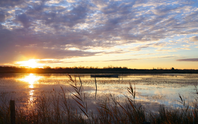 Riz de Camargue, entre les eaux et le ciel