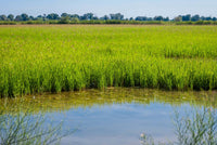 Le riz de Camargue IGP